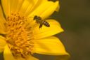 Bee.jpg