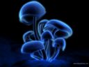 Fluorescence6.jpg