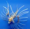 Lionfish_2.jpg