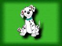 dalmata.jpg