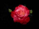 rose.jpg